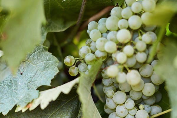 white grapes in the innocent bystander vineyard