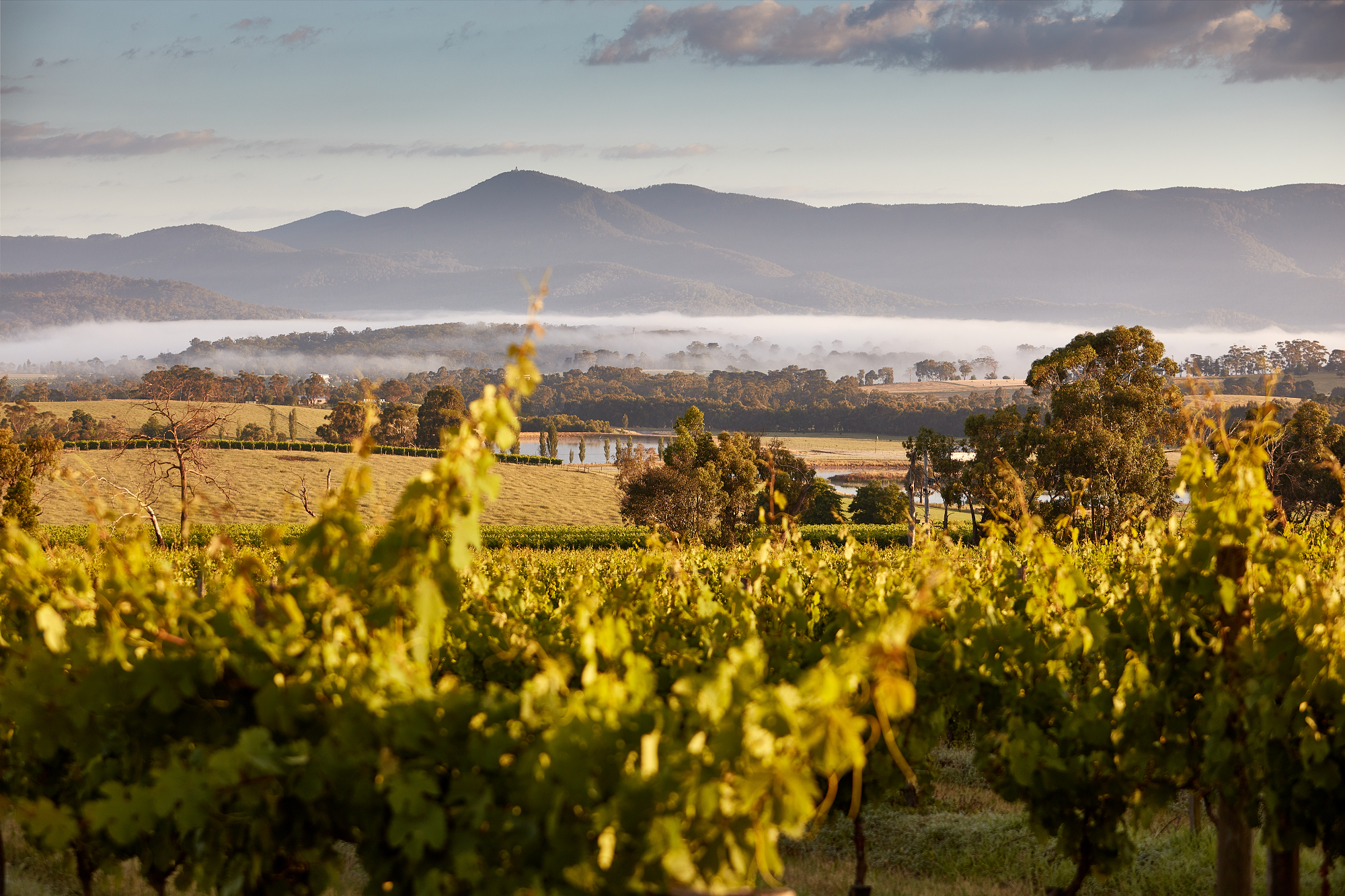 Yarra Valley Wines | Innocent Bystander | Innocent Bystander