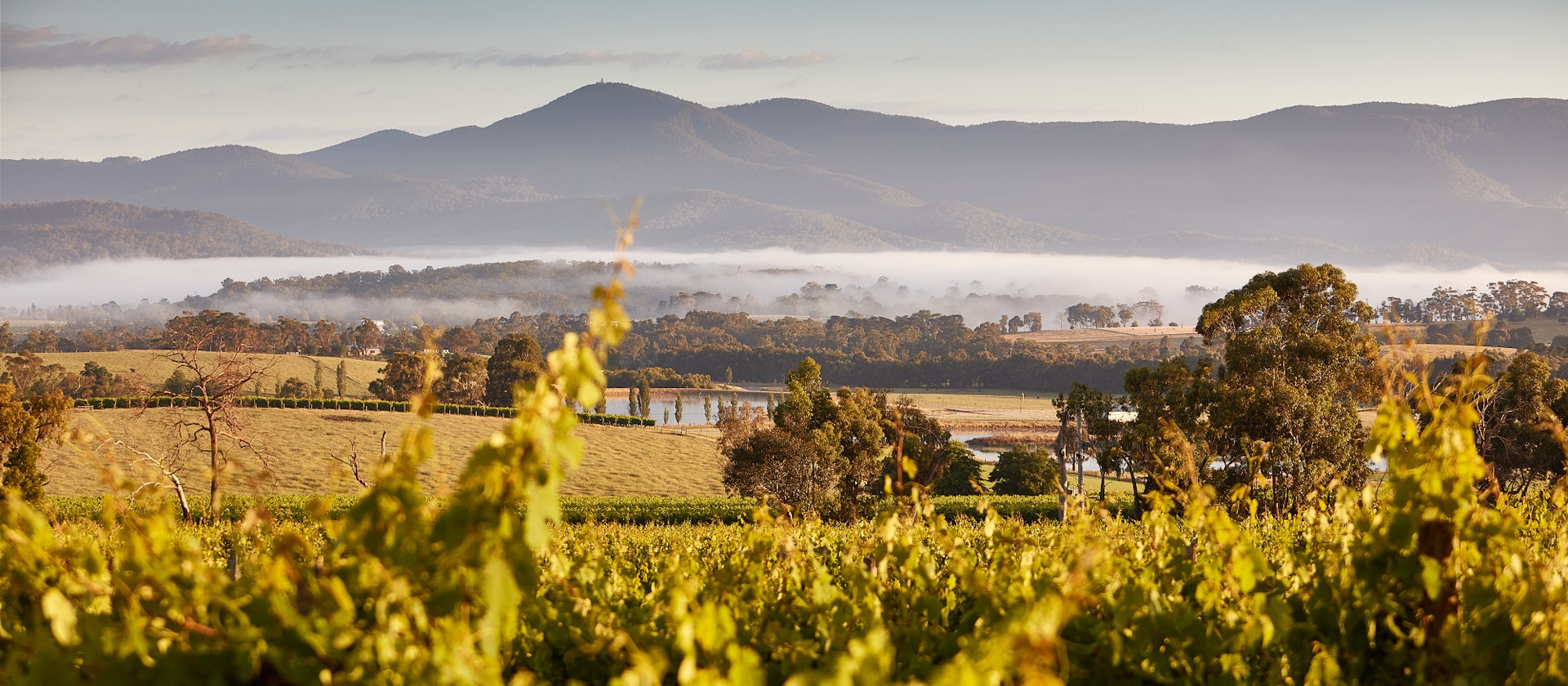 Landscape shot of yarra valley vineyards
