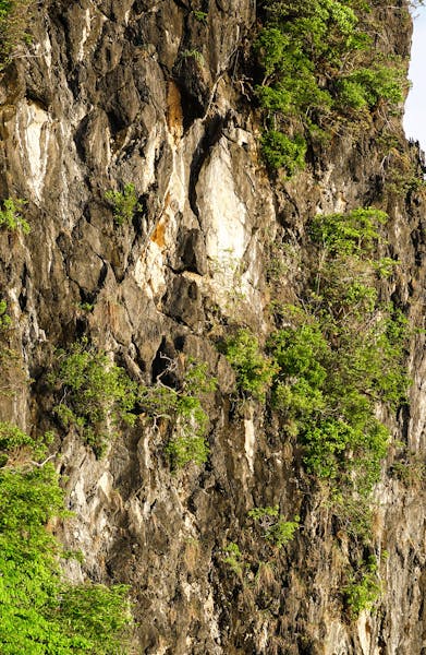 Close-up of a rocky cliff with green vegetation, representing nature and environmental landscapes.