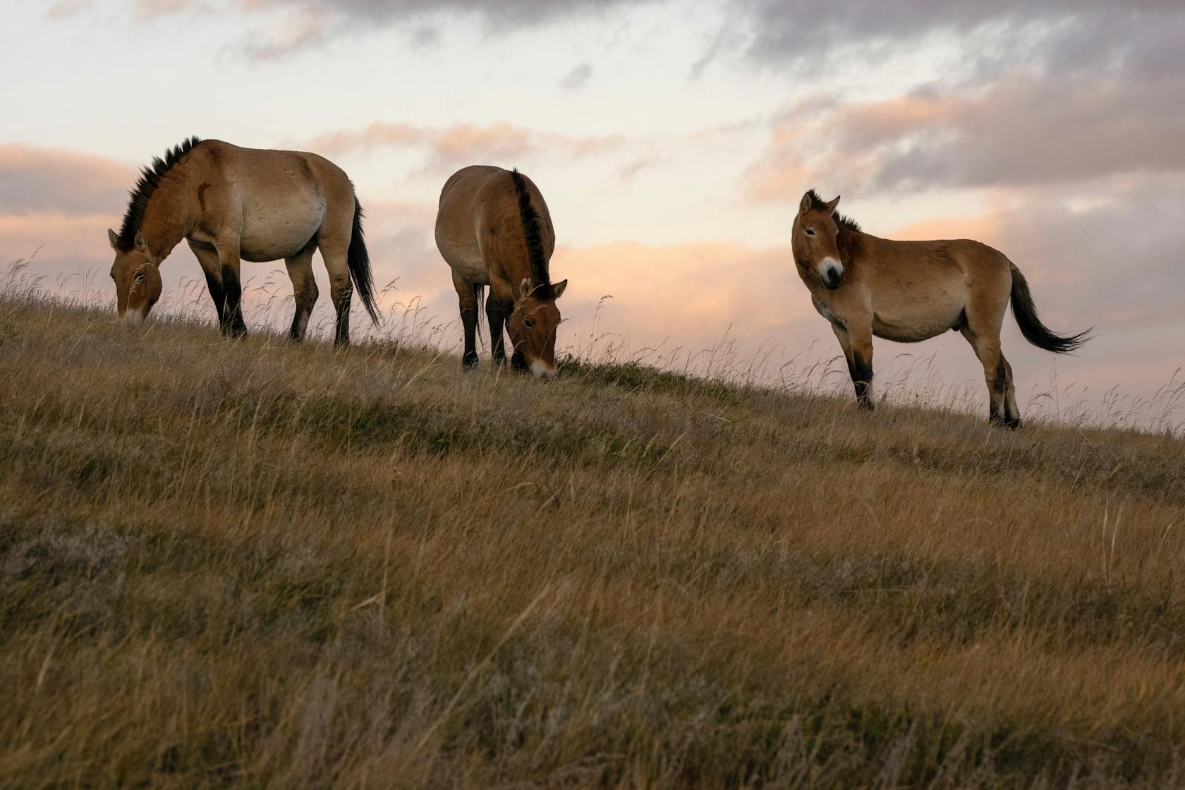 Visit the Khustain (Hustai) Nuruu National Park