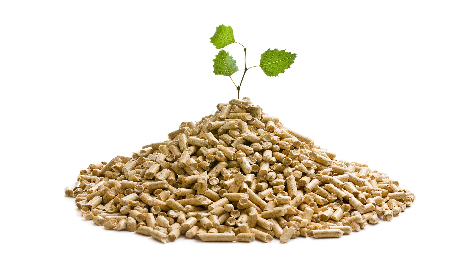 Is Biomass Renewable or Nonrenewable? Inspire Clean Energy Inspire Clean Energy