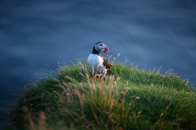 A puffin on Westman Islands