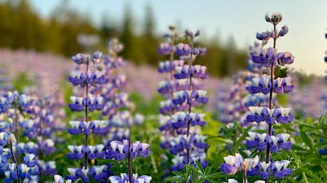 A field of lupine in the warm glow of the Icelandic midnight sun. Photo: Parker O'Halloran