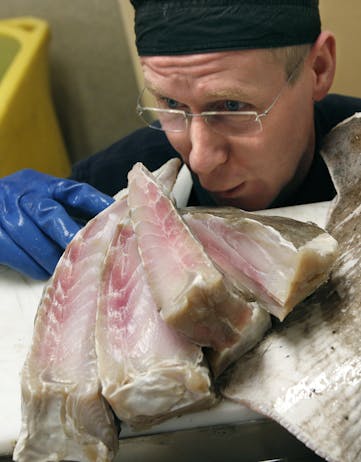 Giving the skate a smell test before cooking