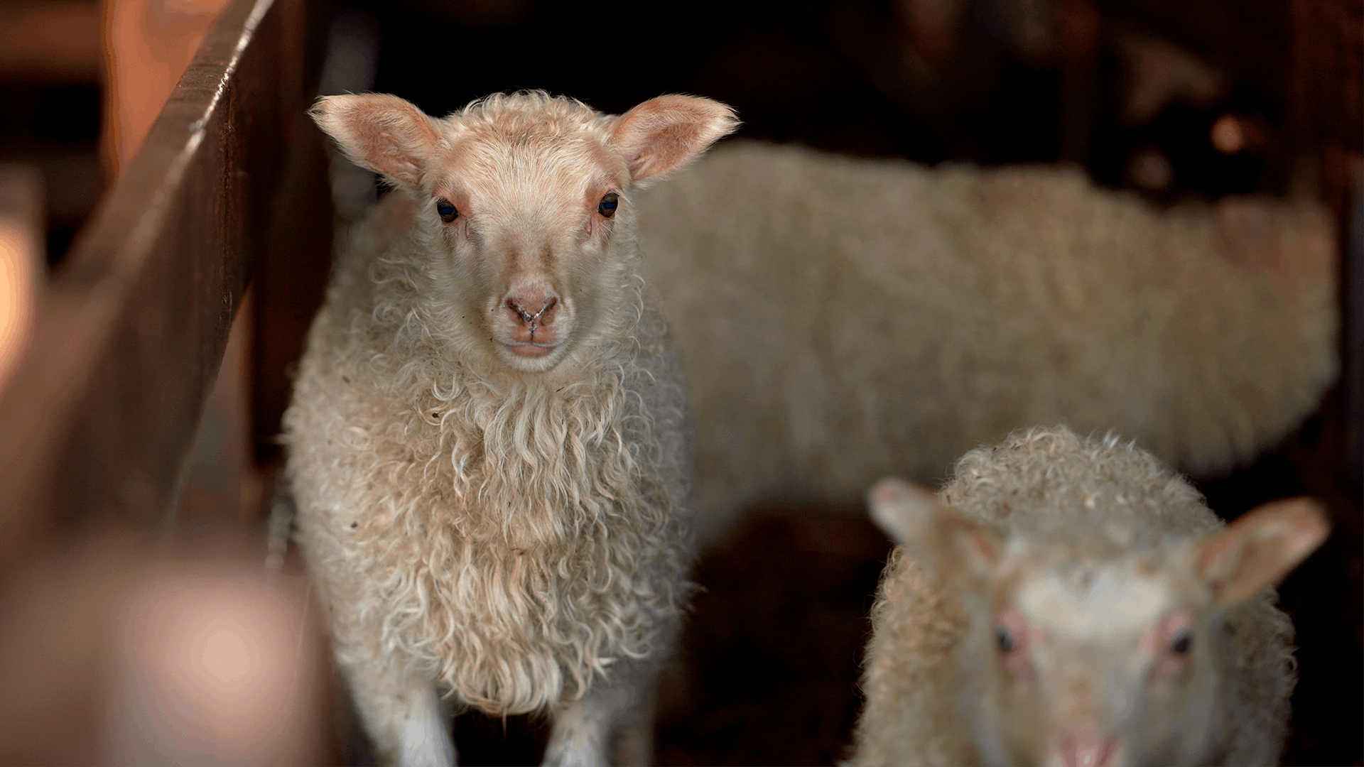 Icelandic lambs