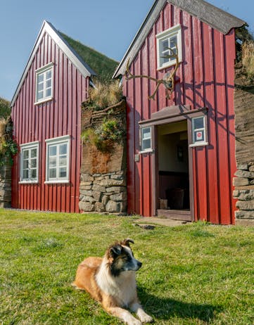 Dog sitting in front of Bustarfell Museum, Vopnafjörður, East Iceland. Photo: Jessica Auer