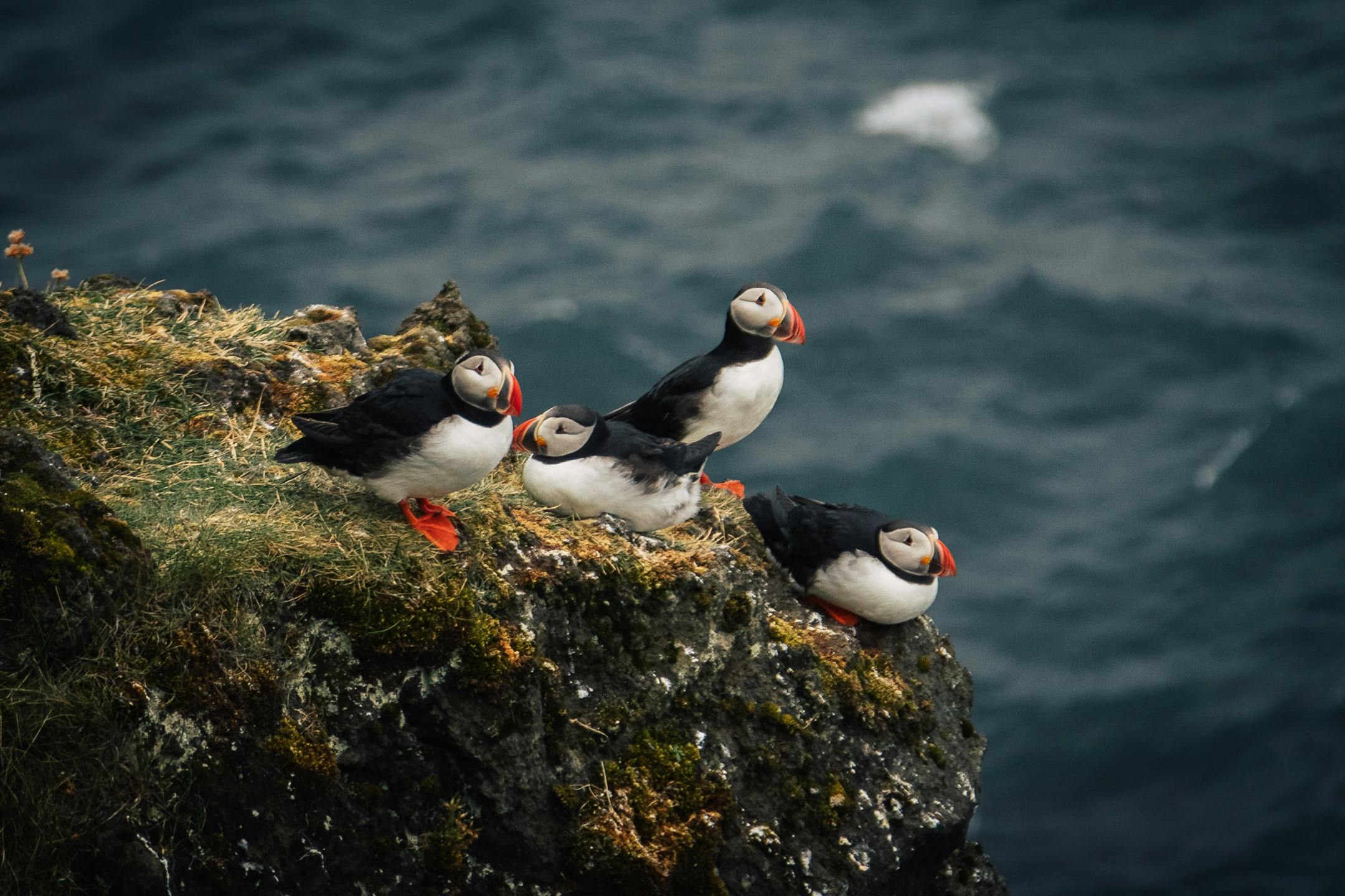 Puffins in the Westman Islands