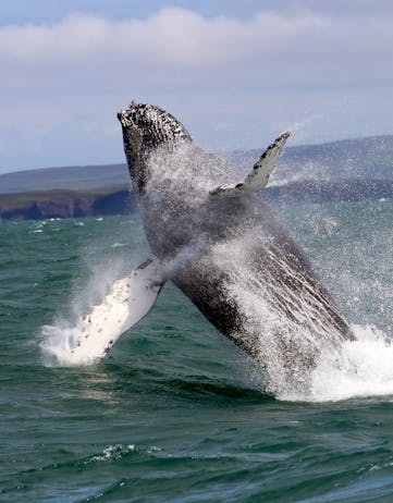 Whale watching in North Iceland