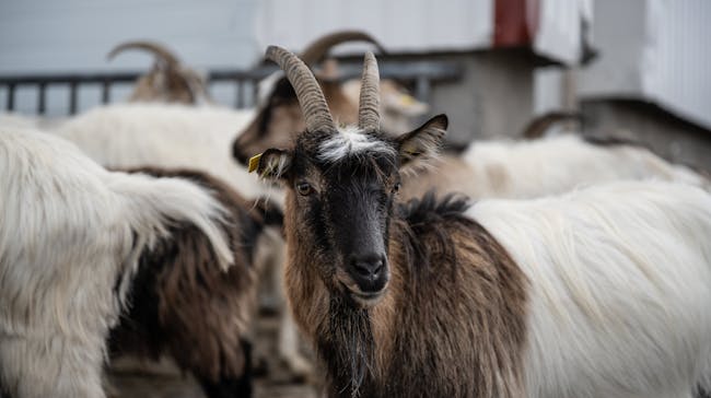 Goats at Brúnastaðir Cheesery