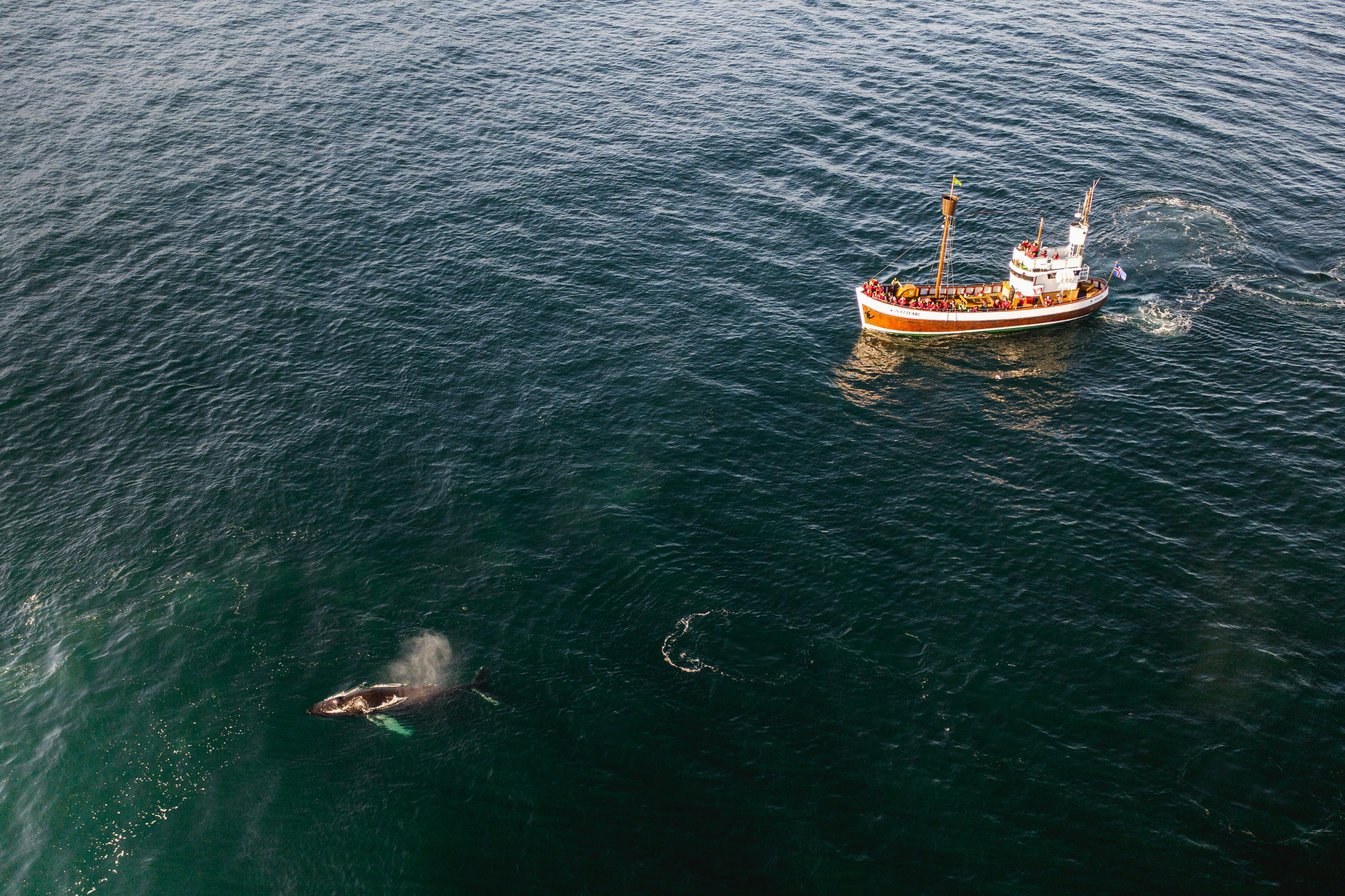 Whale watching boat in Iceland