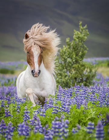 Photo: Ragnar Th. Sigurðsson