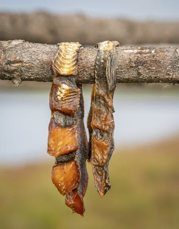 Dried fish part of Þorrablót feast