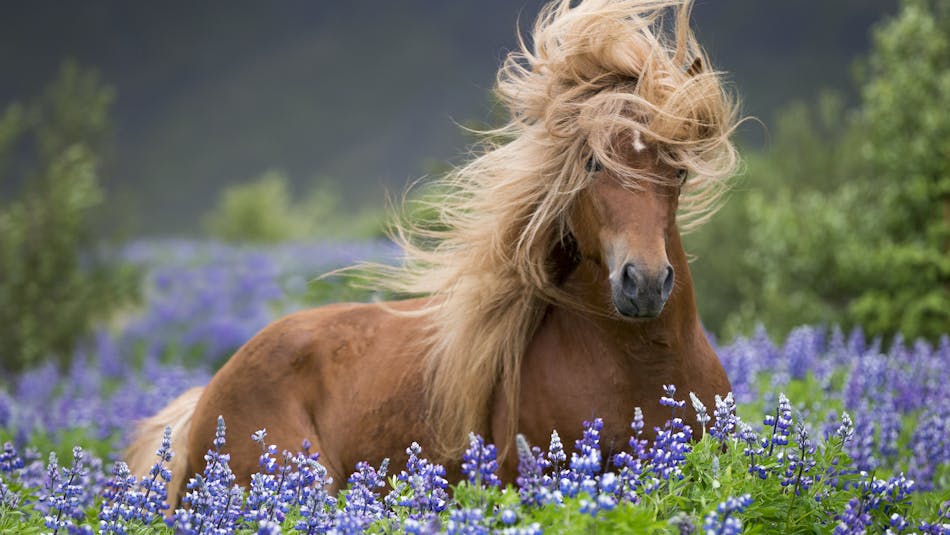 Horse laying in lupine field. Photo: Ragnar Th. Sigurðsson