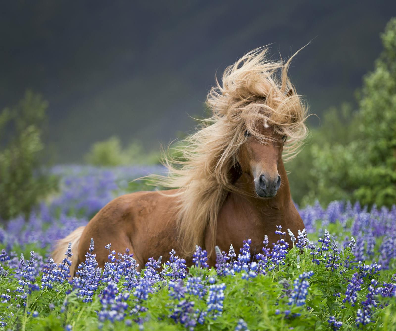 Horse laying in lupine field. Photo: Ragnar Th. Sigurðsson