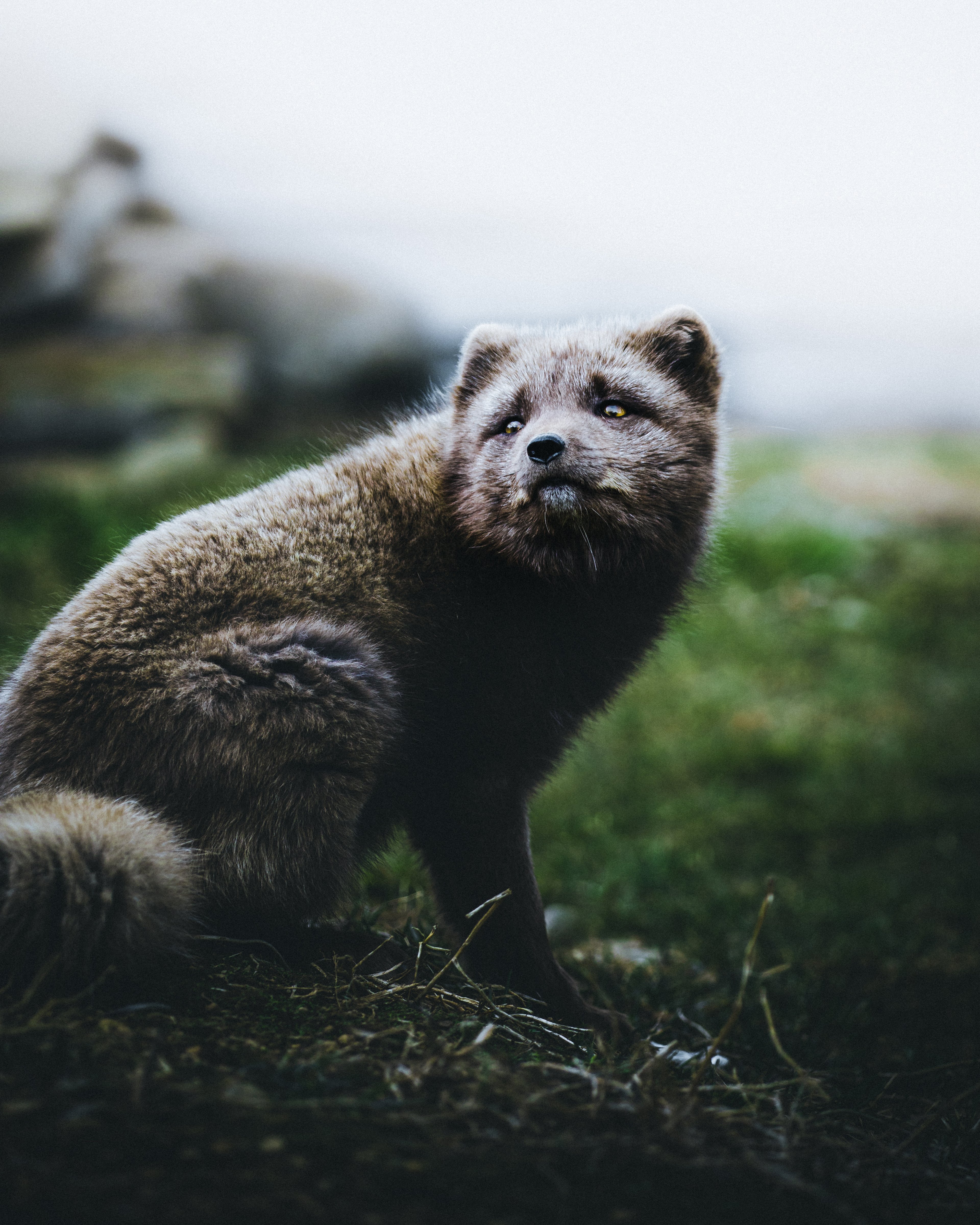 Arctic foxes with its summer coat in the Westfjords