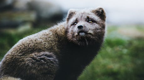 Arctic foxes with its summer coat in the Westfjords