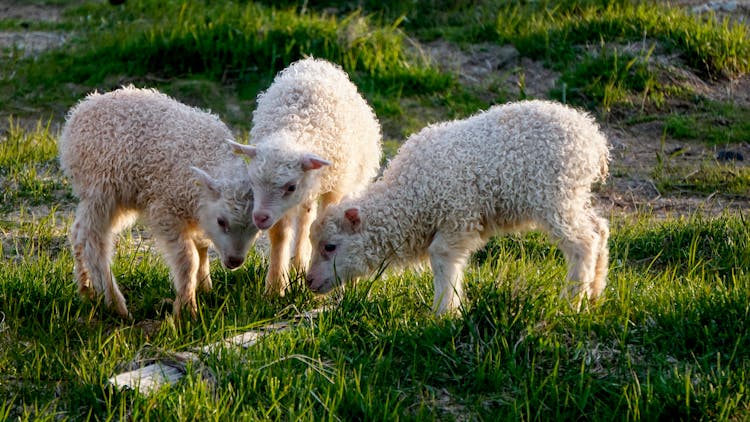 Icelandic Lamb Inspired by Iceland Lambing season