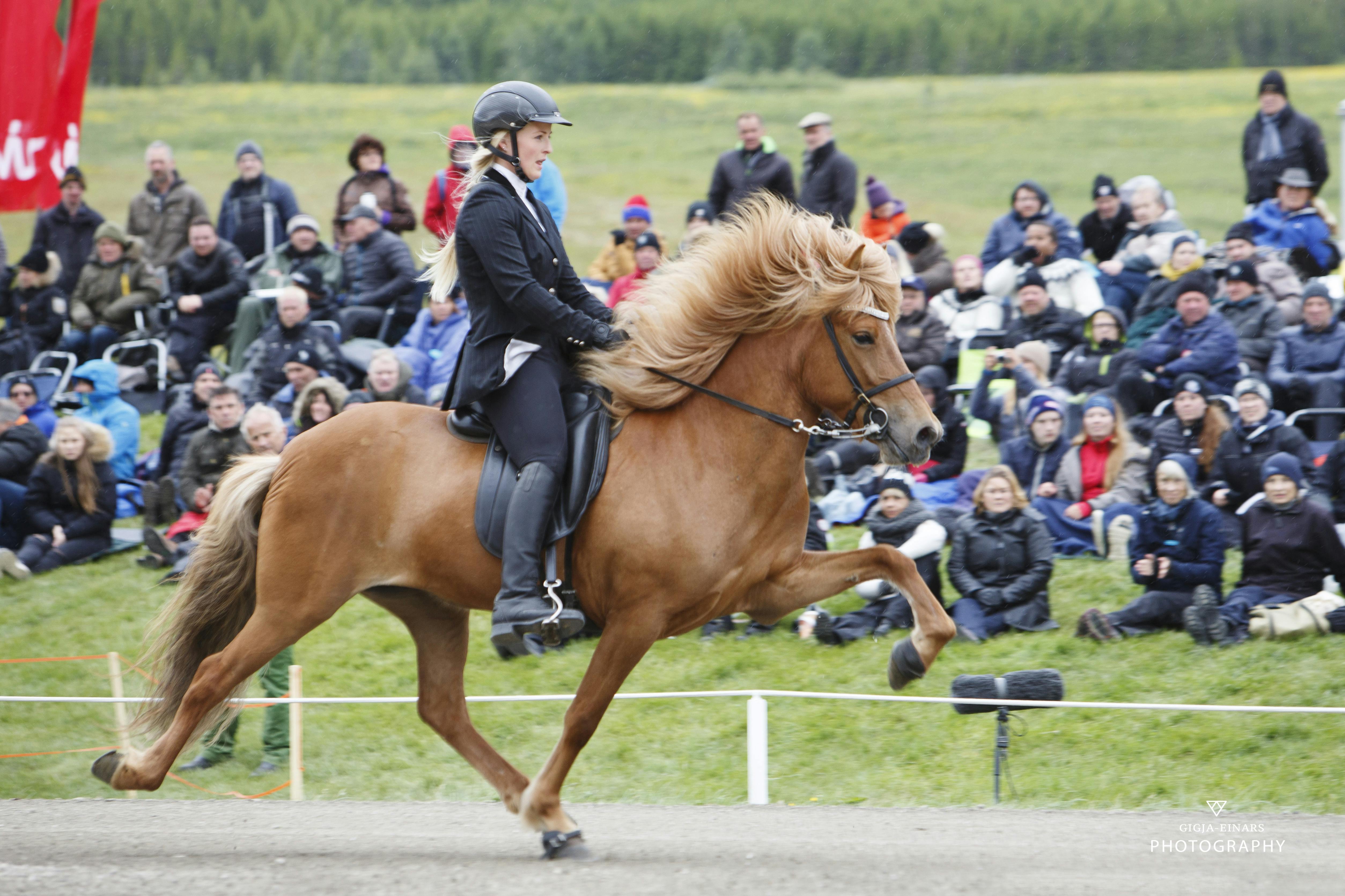 Icelandic horse doing a tölt gait at Landsmot.