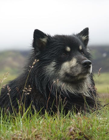 Orkabaer's guard dog