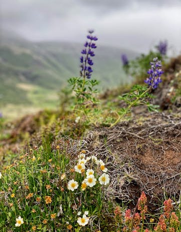 Lupine is taking root across Iceland. 
