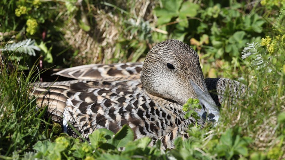 Eider duck in Hraun í Fjótum