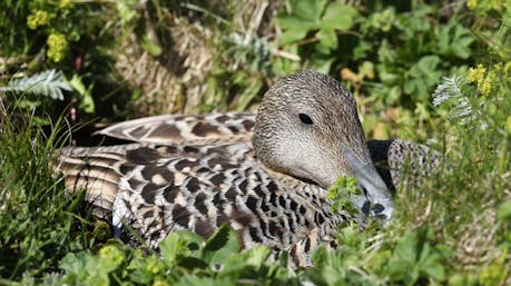 Eider duck in Hraun í Fjótum