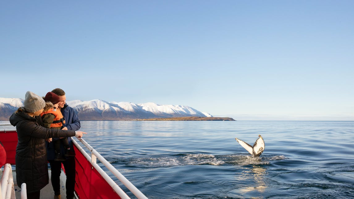 Family whale watching in Iceland with snowy mountains in the background as a humpback whale tail splashes in calm coastal waters.
