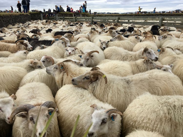 Réttir and a sea of sheep