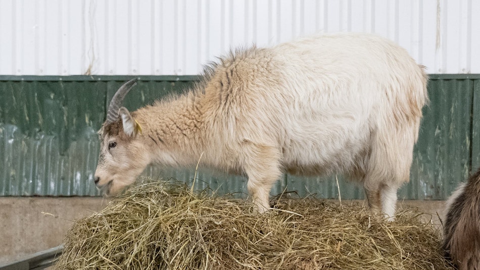 Icelandic goat at Brúnastaðir Cheesery