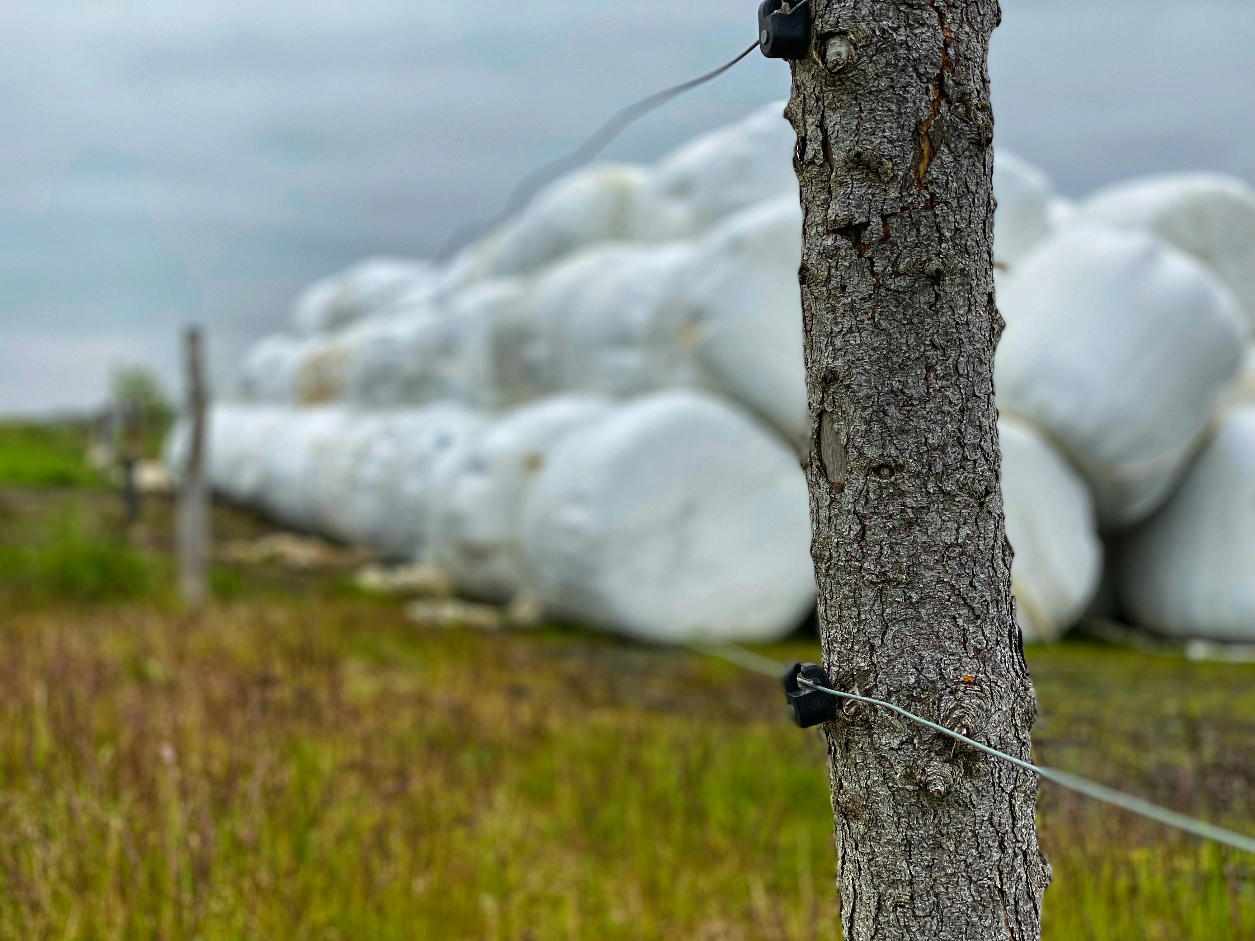 Hay bales wrapped in plastic are a common sight in Iceland