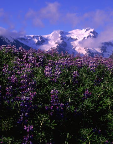 The Salty Lupine