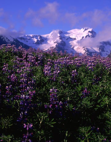 Field of lupine with snowy mountains in the background. Photo: Ragnar Th. Sigurðsson