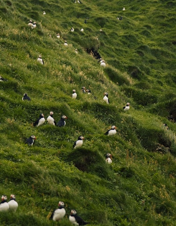 A flock of puffins and pufflings in the Westman Islands