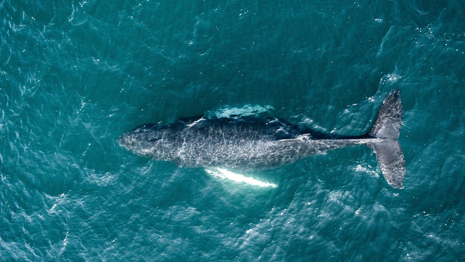 Humpback whale in Iceland