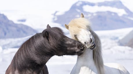 Two horses in Iceland with glacier in the background