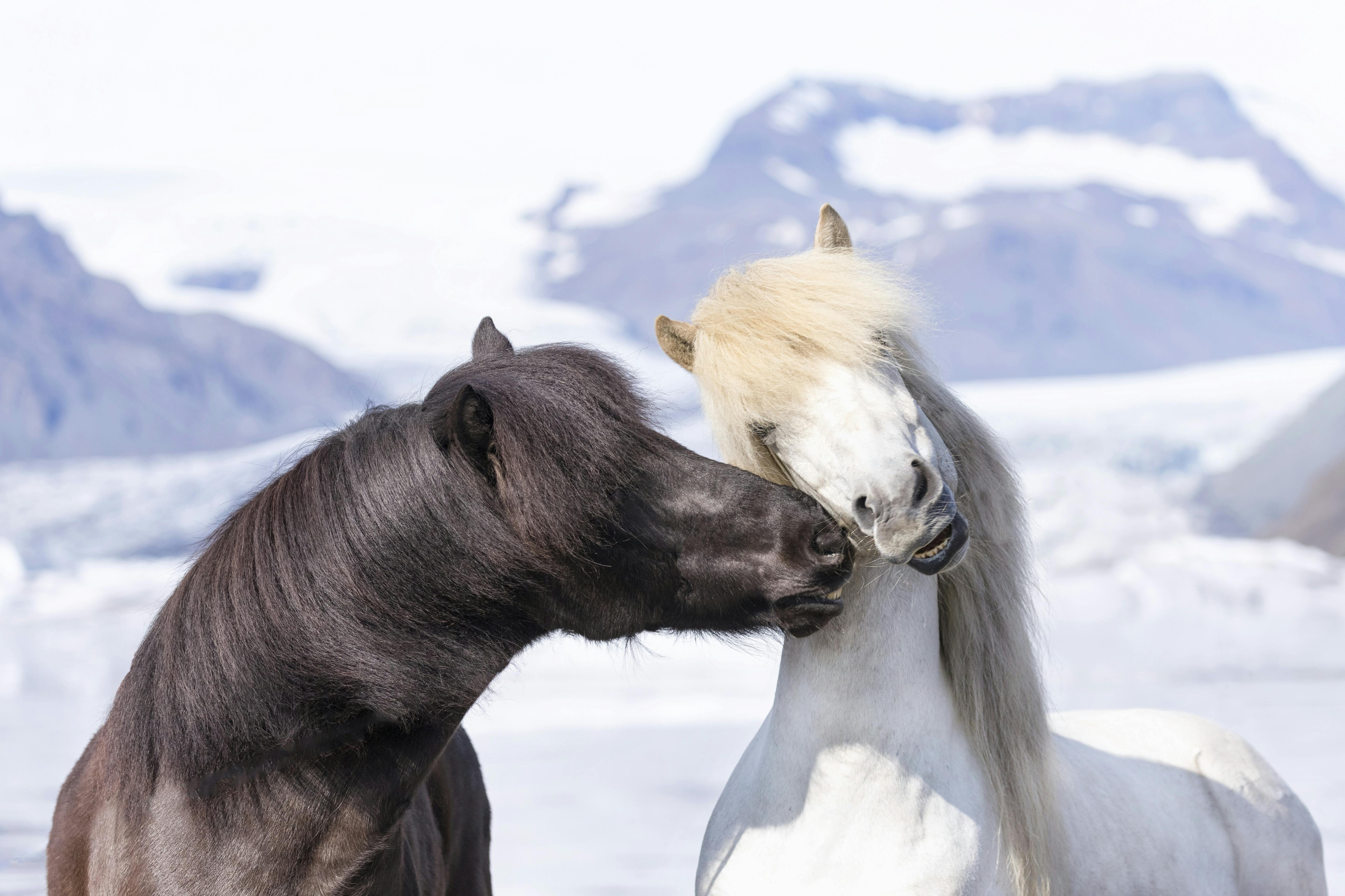 Horses of Iceland