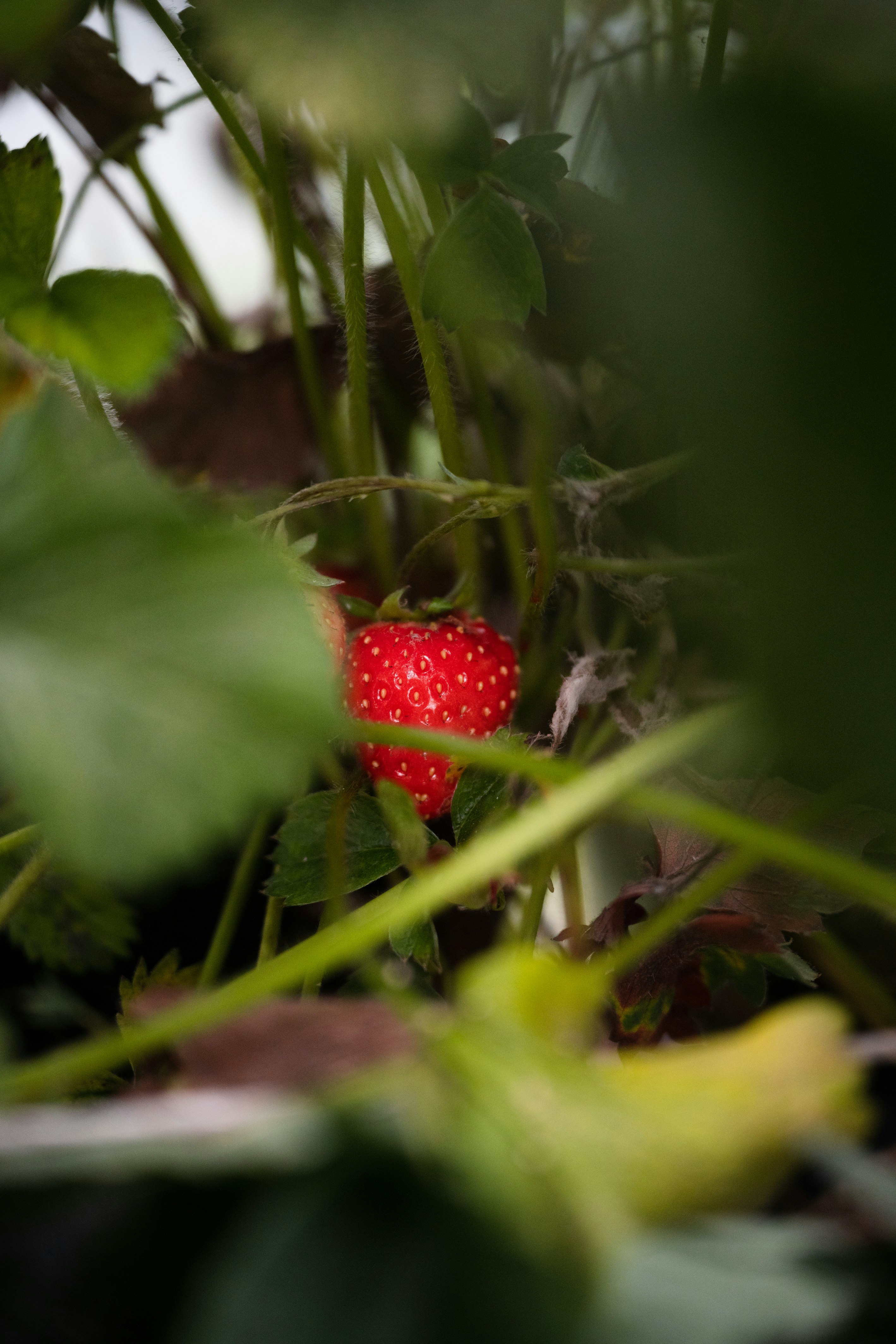 Vellir's strawberries