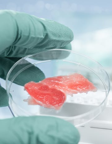 Cultured meat in petri dish