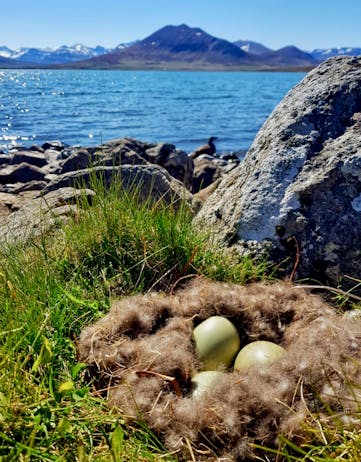 Eider duck nest