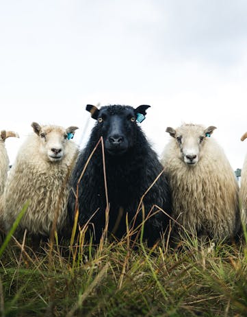 Icelandic sheep