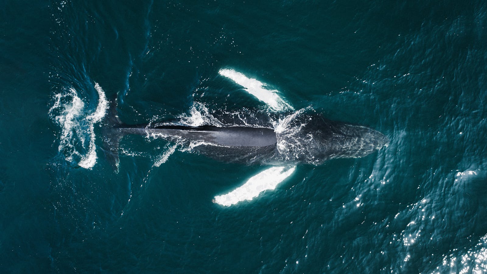 Das Auftauchen eines Buckwales ist ein einzigartiger Anblick
