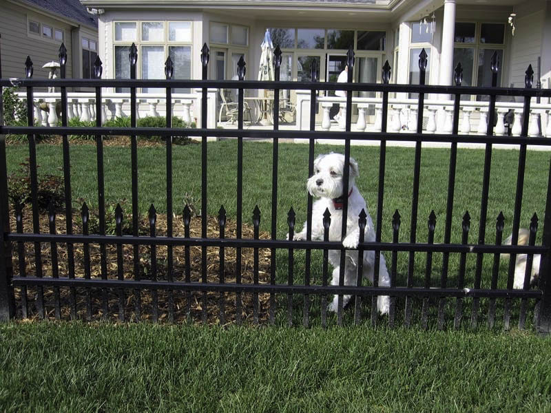 Cedar Grove Fence Iron Fence