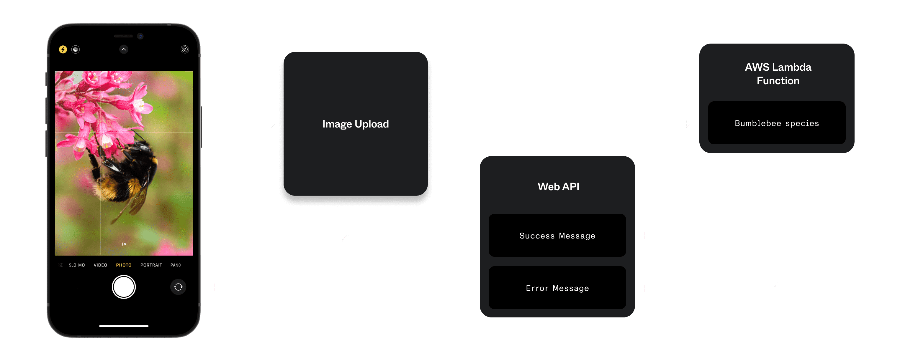 A wireframe illustration outlining the light-weight tech stack. A user uploads a photo, which is then uploaded to an AWS Lambda function which predicts the bumblebee species. This prediction is passed to a web API, outputting a success or error message.