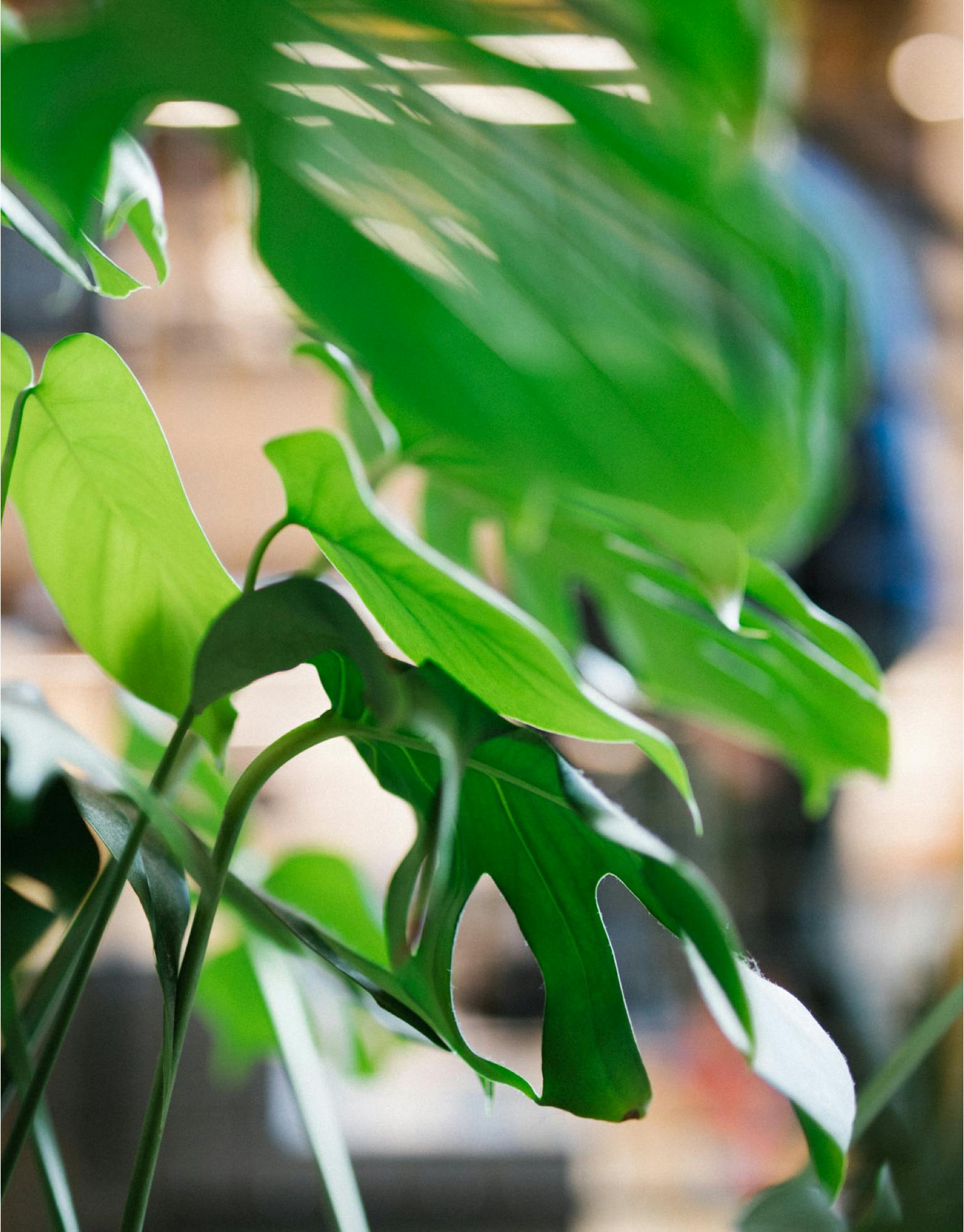 Vibrant plants in Instrument's Portland office