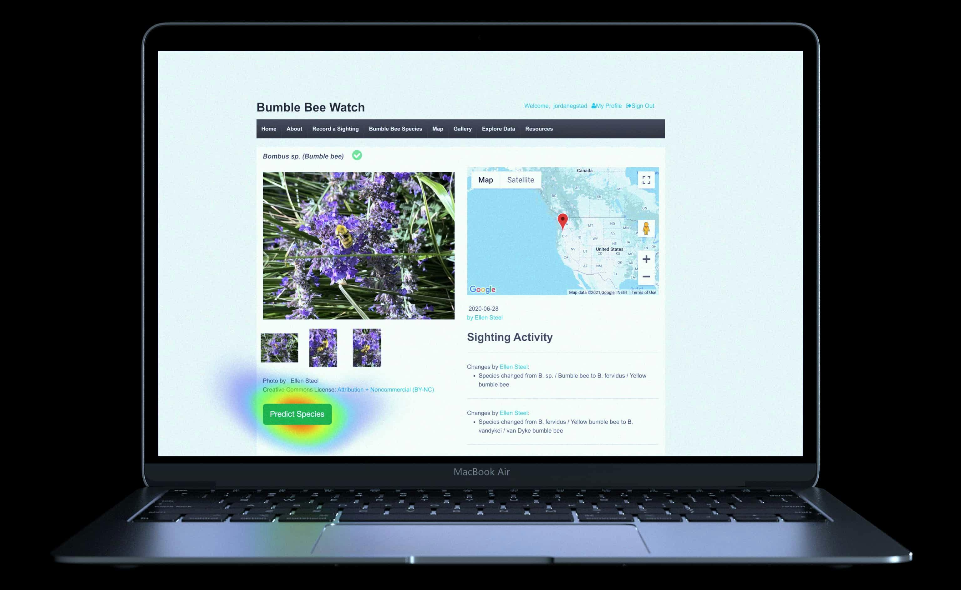 A screenshot of the Bumble Bee Watch website, with a heat-map highlighting the new "Predict Species" button