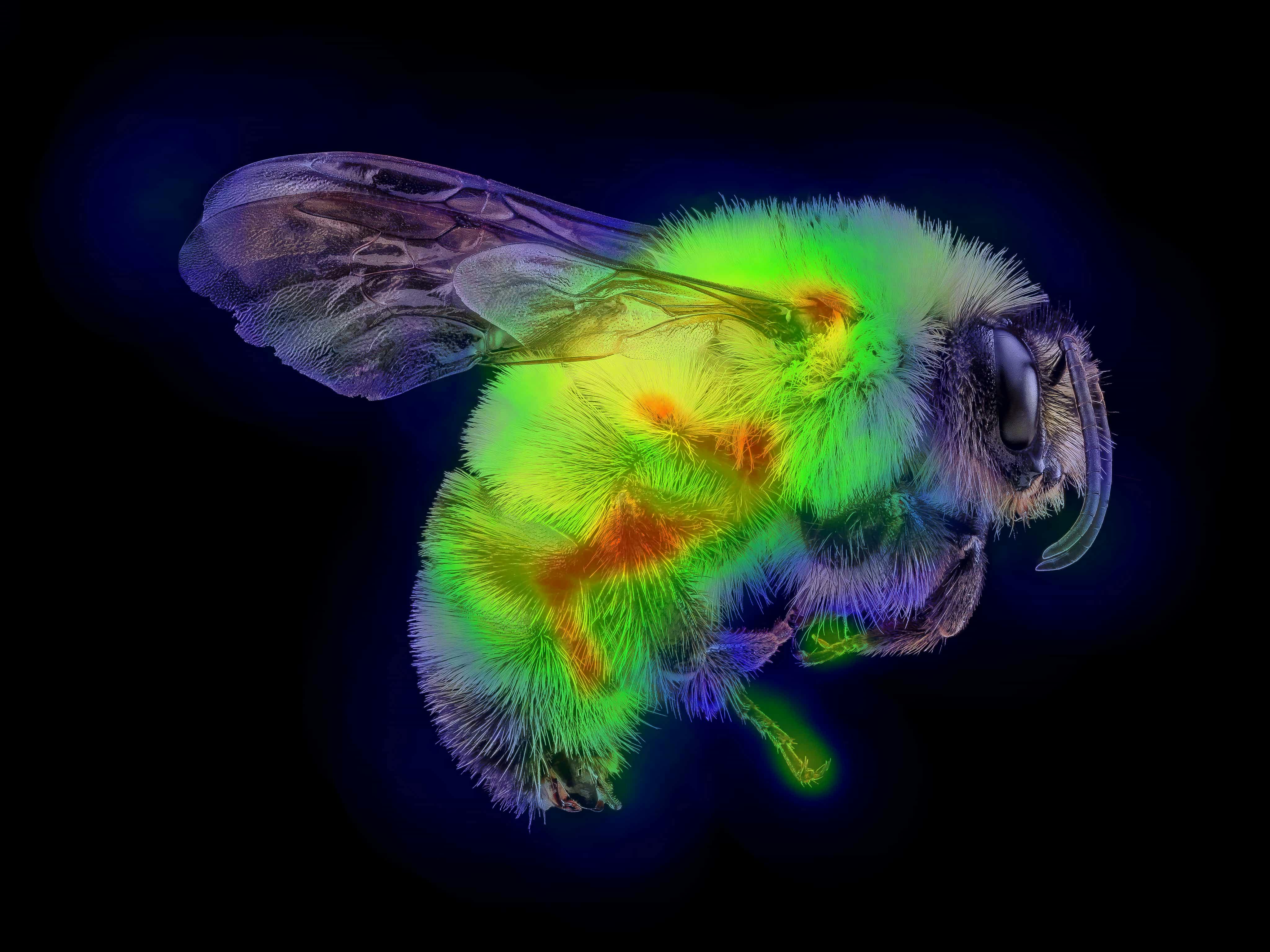 Illustration of a heat-map overlaid atop a Bumblebee