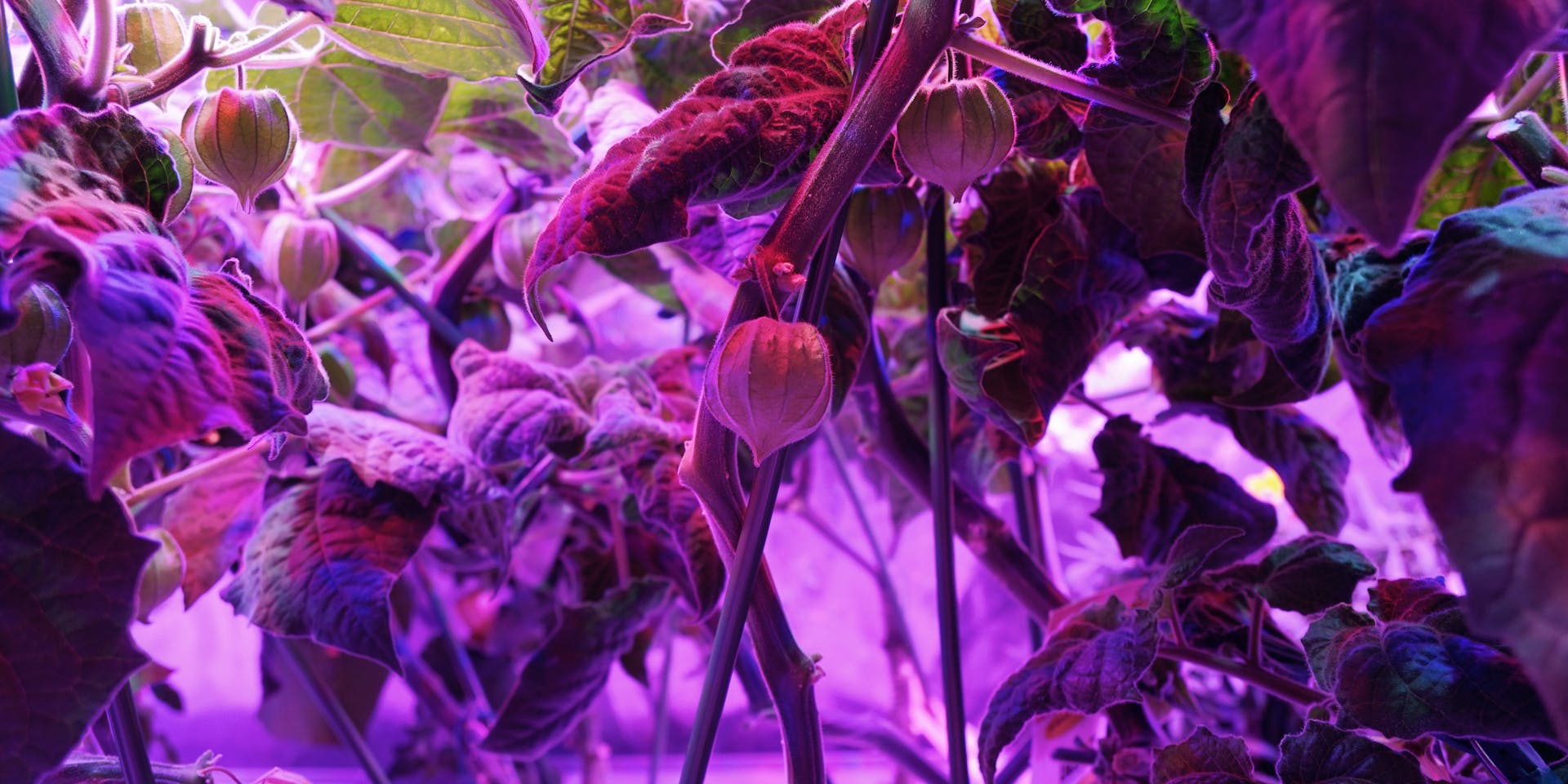 Golden berry grows in BioPod by recreating the tropical climate of Peru and Chile: its native habitat.