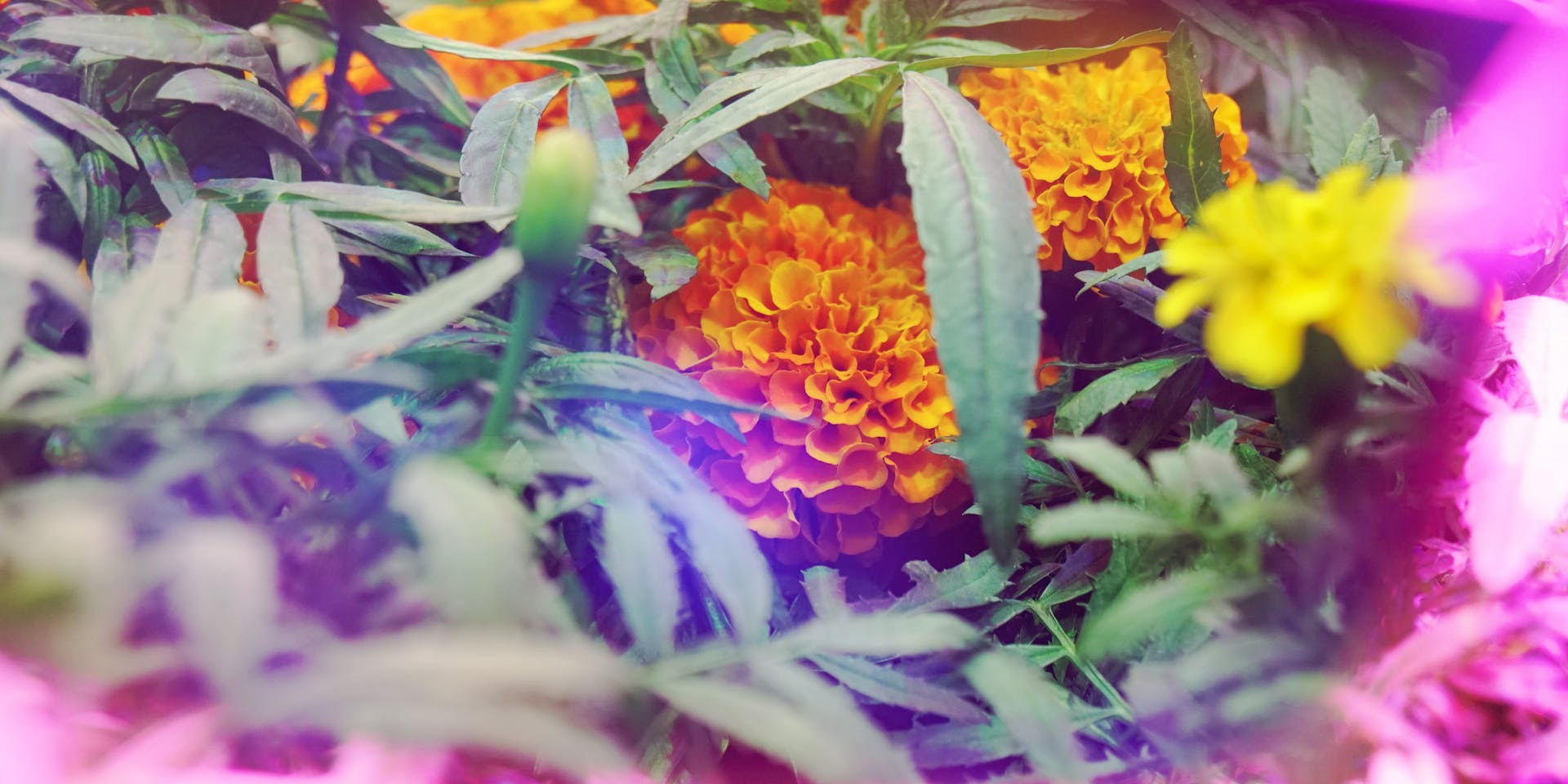 Marigold, thriving in BioPod, is commercially used in flavors, fragrances and remedies.