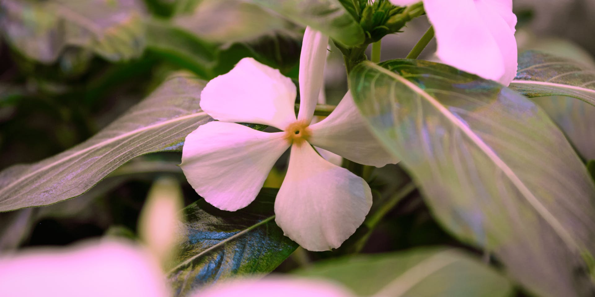 Madagascar Periwinkle thriving in one of our phytotrons for vertical indoor farming